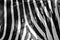Black and white stripes, patterns and textures of a Zebra