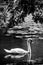 Black and white swan portrait