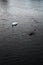 Black and white swans gracefully swimming in a river, with the sun shining on them in the background