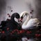 Black and white swans in the shape of a heart on a black background with red roses, love background,