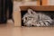 A black and white tabby cat climbed into a cardboard box on the floor and frolicked inside it