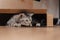 A black and white tabby cat climbed into a cardboard box on the floor and frolicked inside it