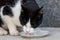 Black-and-White Tabby Cat drinking milk from a plate with its tongue