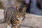 Black and white tabby cat standing on a large bolder