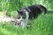 Black and white tabby cat walking through bright green grass