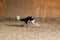 Black and white with tan fluffy border collie runs fast and sand flies from under paws, dust stands in column. Agility