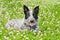 Black and white Texas Heeler dog lying in a sunny patch of clover