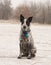 Black and white Texas Heeler dog sitting on frozen ground