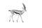 Black and white, Thomson`s gazelle, Eudorcas thomsonii isolated on white