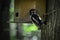 A black-white thrushes turdidae hangs on a bird feeder