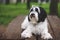 Black and white Tibetan terrier dog relaxing outdoor