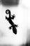 Black and White Tiny Gecko Silhouette with Curled Tail