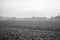 Black and white tone, morning, tranquil and silhouette view of meadow and agricultural field covers with frost in countryside.