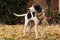 Black and white treeing walker coonhound god