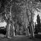 Black and white trees and road as alley view. Artistic nature scene. Mediterranean trees landscape