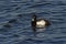 Black and white tufted duck in the rippling water
