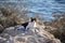Black and white tuxedo cat laying down on a rock near the sea