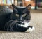 Black and white tuxedo cat with long whiskers.