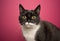 black and white tuxedo cat portrait on pink background