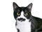 A black and white Tuxedo domestic shorthair cat