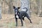 Black and white tuxedo mixed breed dog on leash
