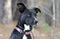 Black and white tuxedo mixed breed dog on leash