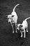 Black and White Twin Domestic Dogs Mother and son