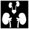 Black and White urinary system, bladder and kidneys