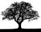 Black and white vector autumn tree silhouette.