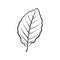 Black and white vector illustration of a beech leaf