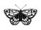 Black and white vector illustration of a butterfly