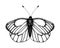 Black and white vector illustration of a butterfly. Hand drawn insect sketch. Detailed graphic drawing of black veined white in