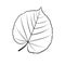 Black and white vector illustration of a leaf of linden