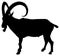 Black and white vector silhouette of an adult domestic goat.