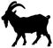 Black and white vector silhouette of an adult domestic goat.