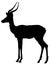 Black and white vector silhouette of an adult impala antelope.