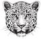 Black and white vector sketch of a leopard`s face