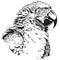 Black and white vector sketch of a Macaw Parrot