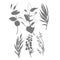 Black and white vector stamp sketch illustration,eucalyptus twig and leaves