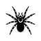 Black & white vector of tarantula