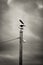 Black and white vertical shot of two seagulls on a pole in a cloudy weather