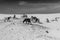 Black and white view of a group of typical goats grazing on the famous dunes of Corralejo, Fuerteventura, Canary Islands, Spain