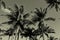 Black and White Vintage Palm Trees