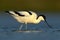 Black and white wader bird Pied Avocet, Recurvirostra avosetta, in blue water, Texel, Holland