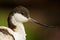 Black and white wader bird Pied Avocet, Recurvirostra avosetta, portrait of bird with curved bill, Camargue, France