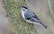 Black and White Warbler