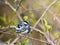 Black and White Warbler is a handsome striped warbler perched on branch