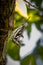 Black and White Warbler resting on the tree bark