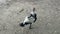 Black and white wild duck cleans its wings and feathers in zoological park