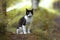 Black and white wildcat in the forest among the foliage looking at the camera